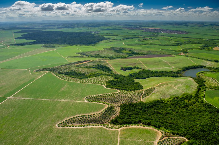 Brasil tem 20 milhões de hectares de vegetação nativa que precisam ser ...